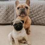itstrufflesandpeyton profile picture