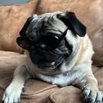 itstyrone_pug profile picture