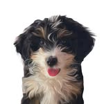 itswafflesthepup profile picture