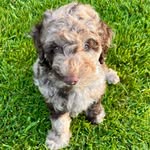 itsyadood_milo profile picture