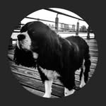 itsyourdogspaghetti profile picture