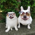 ivoryandbella profile picture