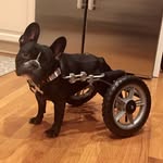 ivy.the.frenchie profile picture