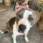 ivythelovebug profile picture