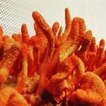 iwmushrooms profile picture