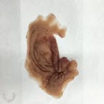 izzigalindofx profile picture
