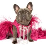 izzythe.frenchie profile picture