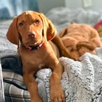 izzy_the_vizzzy profile picture