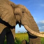 jabutheelephant profile picture
