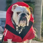 jack_bauer_the_bulldog_ profile picture