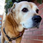 jackiefromthepack profile picture