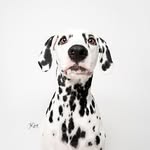 jackson_the_dalmatian profile picture