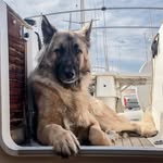 jacksontheshepherdx profile picture