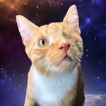 jackster_cat profile picture