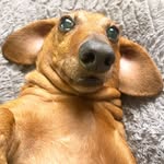 jack_the_blind_dachshund profile picture