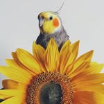 jackthecockatiel profile picture