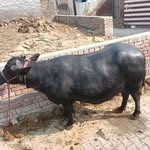 jaglan7052 profile picture