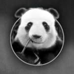 jakegpanda profile picture