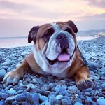 james_the_english_bulldog profile picture