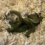 japaneseratsnake_kirisame profile picture