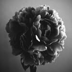 jardin.marguerite profile picture