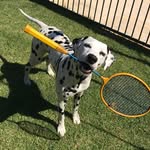jasper_the_dalmatian profile picture