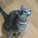 javelinaureus profile picture