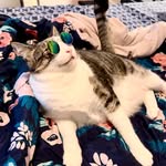 jaxthemeowingminator profile picture