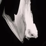 jayjaymf profile picture