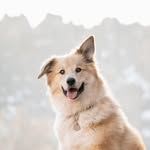 jazz.paws profile picture