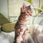 jazzhandskitty profile picture