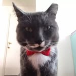 je_suis_pee_wee profile picture