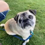 jeannielovespugs profile picture