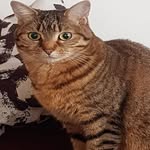 jedosy profile picture