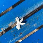 jeffelix_diaries profile picture