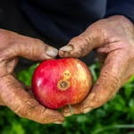 jefferiesorchard profile picture