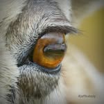 jeffkaboly profile picture