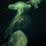 jellyfish_mex profile picture