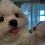 jerry_j0lly profile picture
