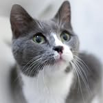 jerseycatsorg profile picture