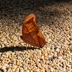 jessica_altan profile picture