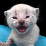 jessies_foster_kittens profile picture