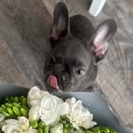 jessika_buldog profile picture