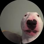 jesusadameofficial profile picture