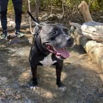 jet_the_pit profile picture
