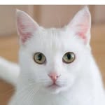 ji_tara profile picture