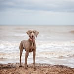 jillgarrettphotography profile picture