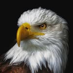 jimhawk_ profile picture