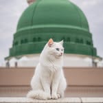 jinn_840 profile picture