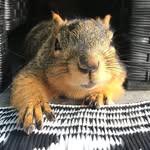 jinxthesquirrel profile picture